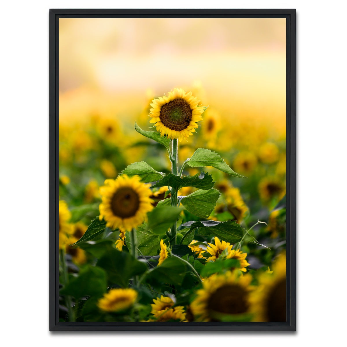AUTO-MOCKUP WHITE | Lone Flower | 1 Piece | Black Framed Canvas | group=3x4