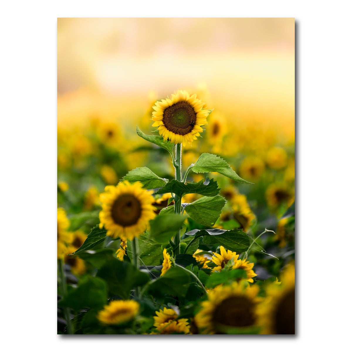 AUTO-MOCKUP WHITE | Lone Flower | 1 Piece | Gallery Wrap Canvas | group=3x4