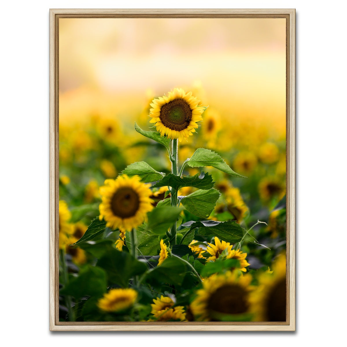 AUTO-MOCKUP WHITE | Lone Flower | 1 Piece | Natural Framed Canvas | group=3x4