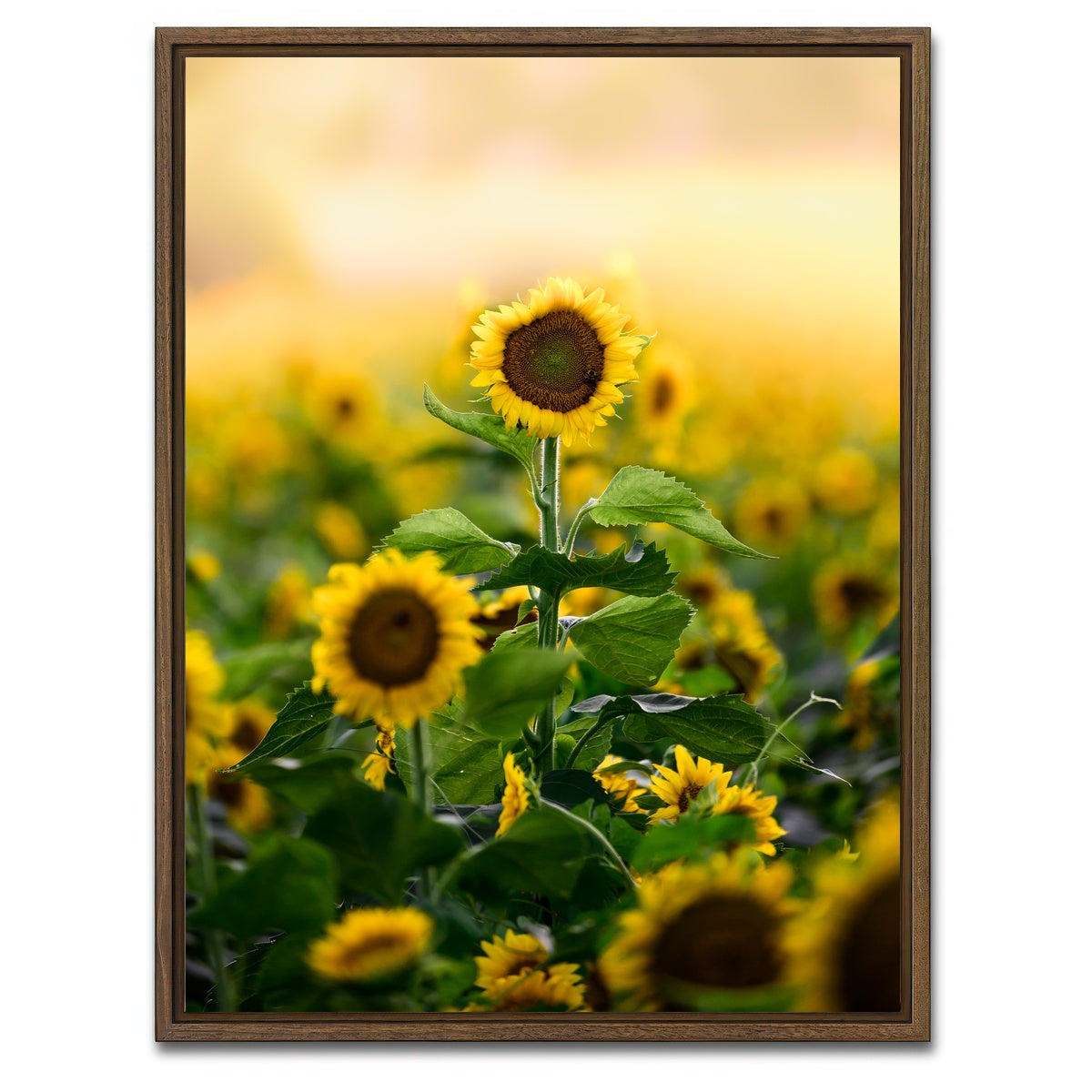 AUTO-MOCKUP WHITE | Lone Flower | 1 Piece | Walnut Framed Canvas | group=3x4
