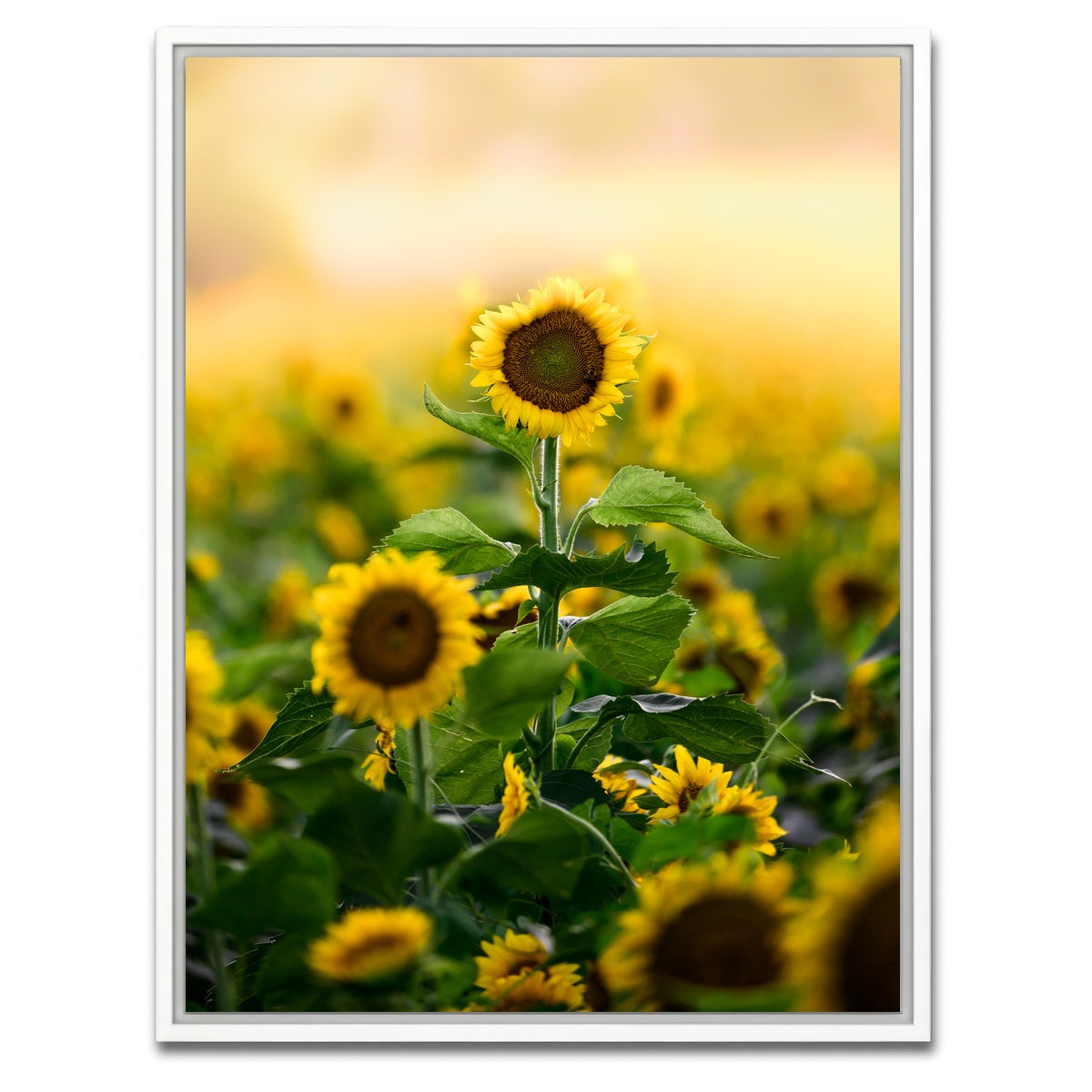 AUTO-MOCKUP WHITE | Lone Flower | 1 Piece | White Framed Canvas | group=3x4
