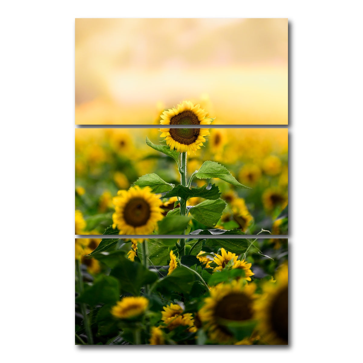 AUTO-MOCKUP WHITE | Lone Flower | 3 Piece | Gallery Wrap Canvas | group=12x24_stacked