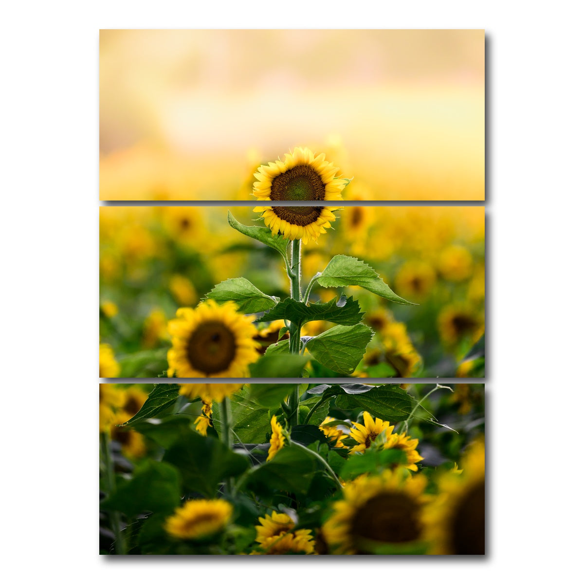 AUTO-MOCKUP WHITE | Lone Flower | 3 Piece | Gallery Wrap Canvas | group=8x18_stacked