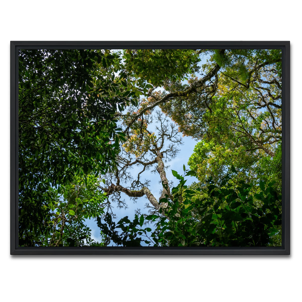AUTO-MOCKUP WHITE | Look up in the forest | 1 Piece | Black Framed Canvas | group=4x3