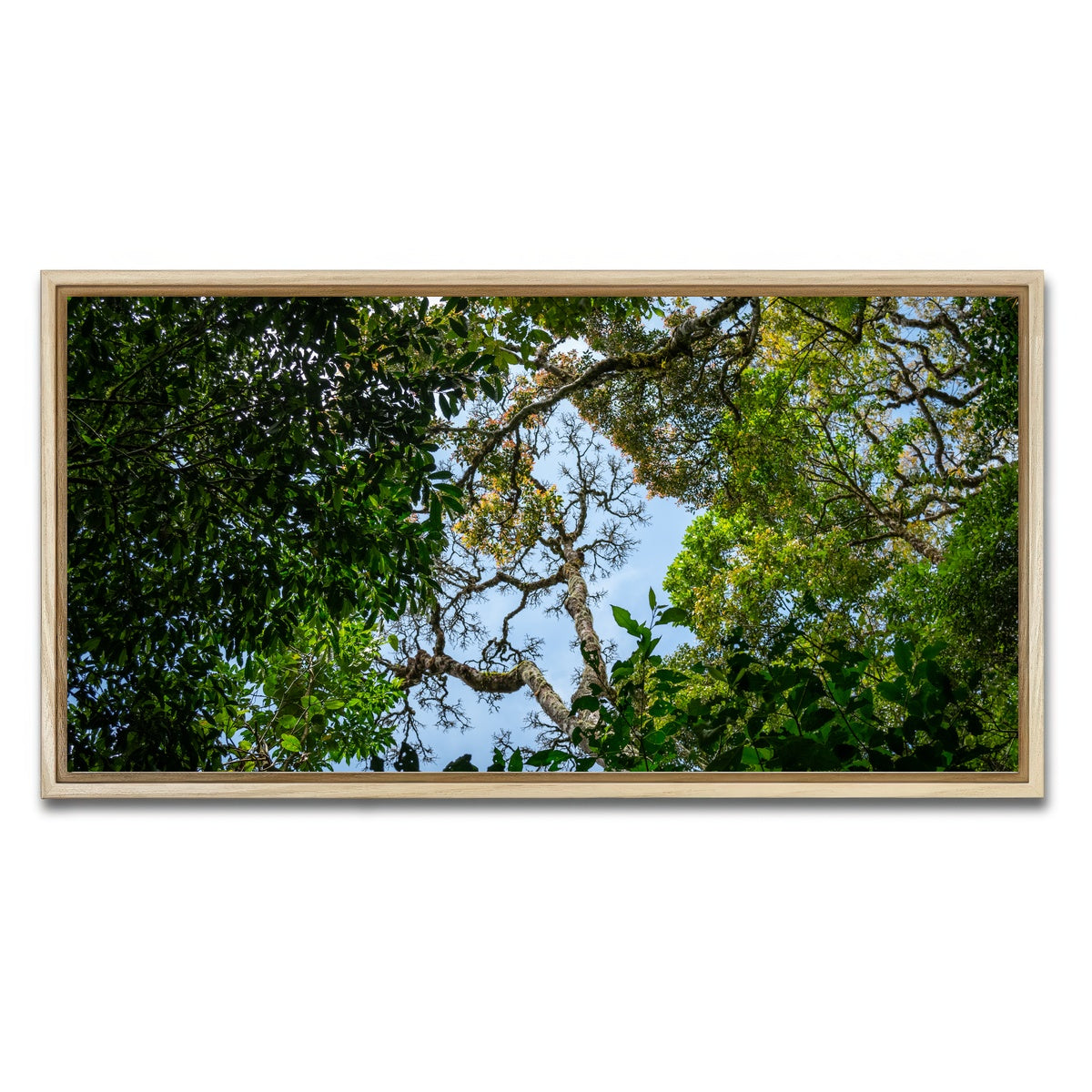 AUTO-MOCKUP WHITE | Look up in the forest | 1 Piece | Natural Framed Canvas | group=2x1