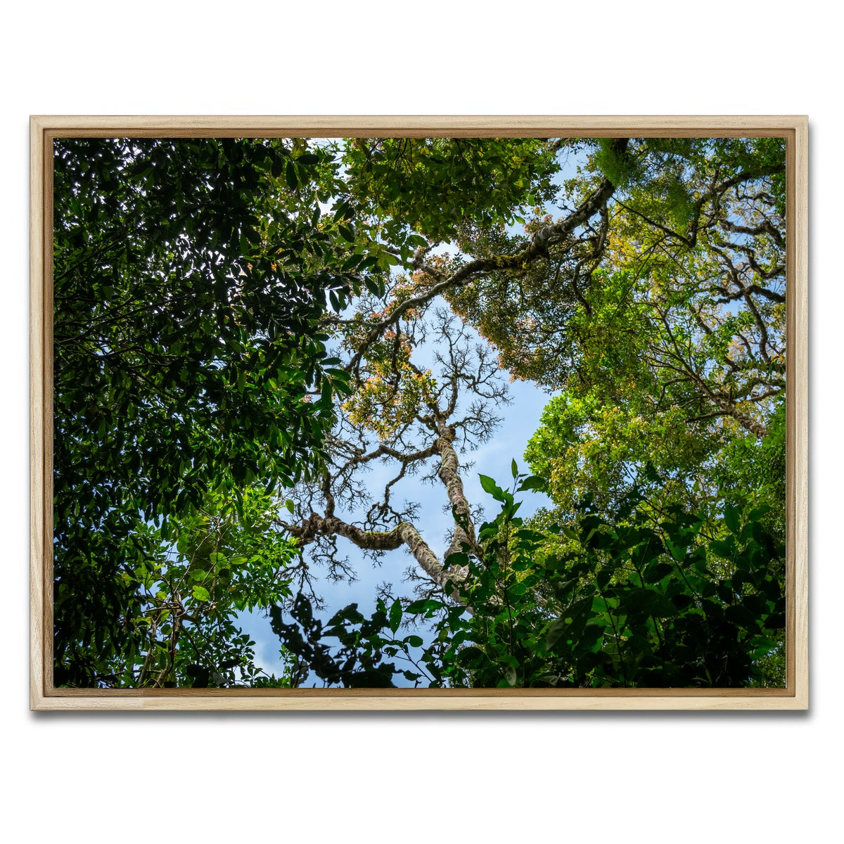 AUTO-MOCKUP WHITE | Look up in the forest | 1 Piece | Natural Framed Canvas | group=4x3