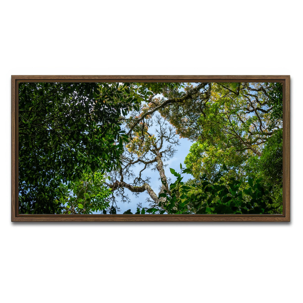 AUTO-MOCKUP WHITE | Look up in the forest | 1 Piece | Walnut Framed Canvas | group=2x1