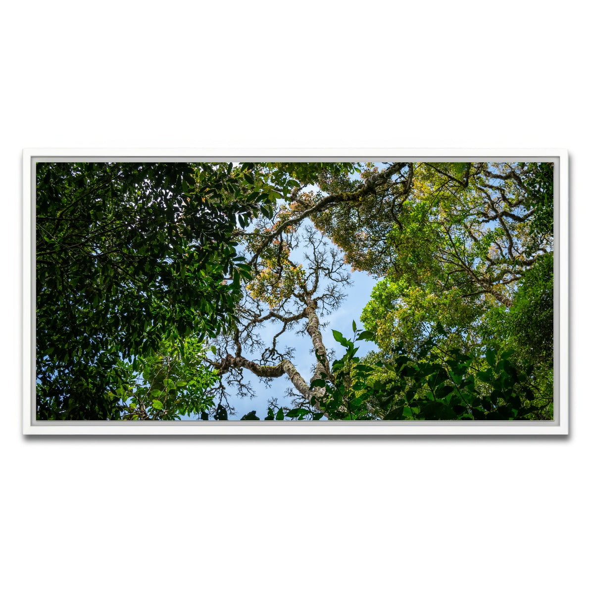 AUTO-MOCKUP WHITE | Look up in the forest | 1 Piece | White Framed Canvas | group=2x1