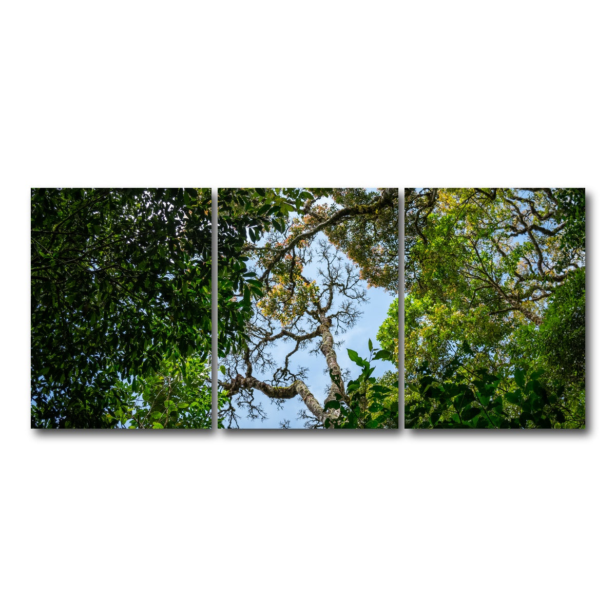 AUTO-MOCKUP WHITE | Look up in the forest | 3 Piece | Gallery Wrap Canvas | group=18x24