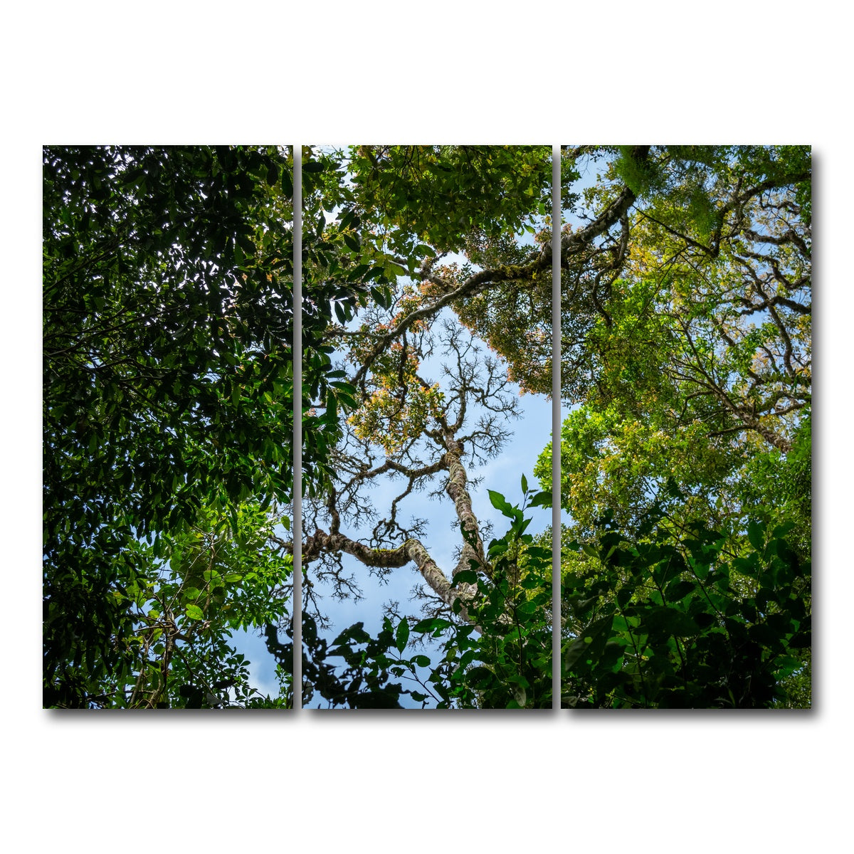 AUTO-MOCKUP WHITE | Look up in the forest | 3 Piece | Gallery Wrap Canvas | group=8x18