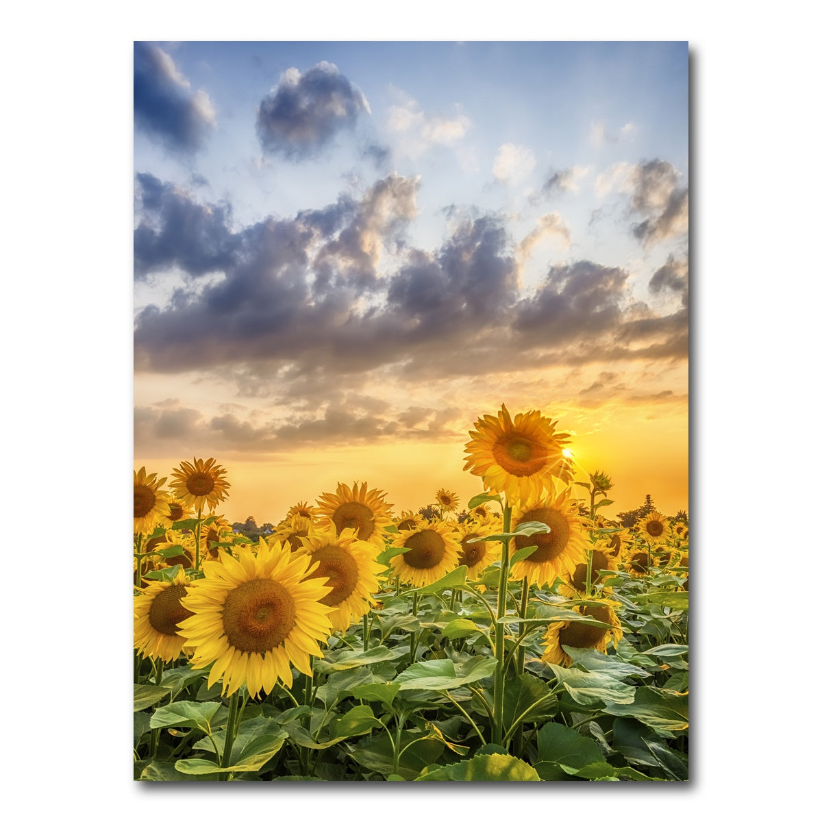 AUTO-MOCKUP WHITE | Lovely sunflowers in sunset | 1 Piece | Gallery Wrap Canvas | group=3x4