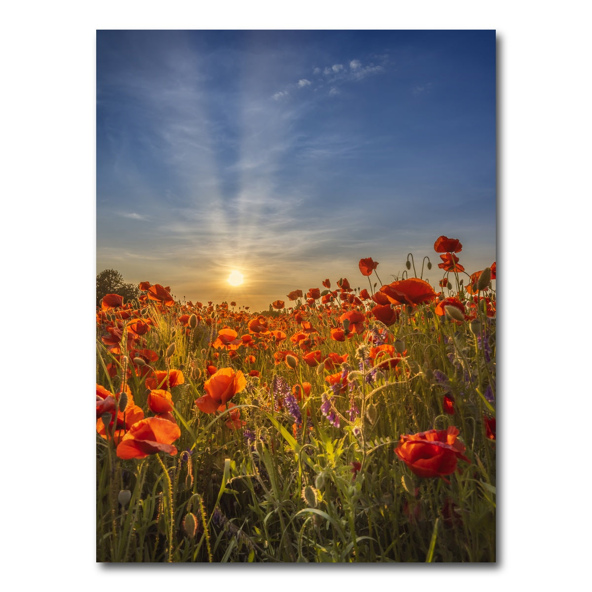 AUTO-MOCKUP WHITE | Lovely sunset in a poppy field | 1 Piece | Gallery Wrap Canvas | group=3x4