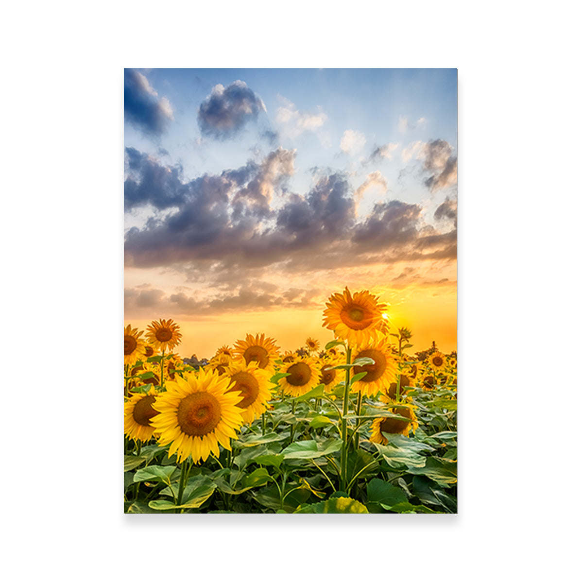 Lovely Sunflowers in Sunset Wall Art