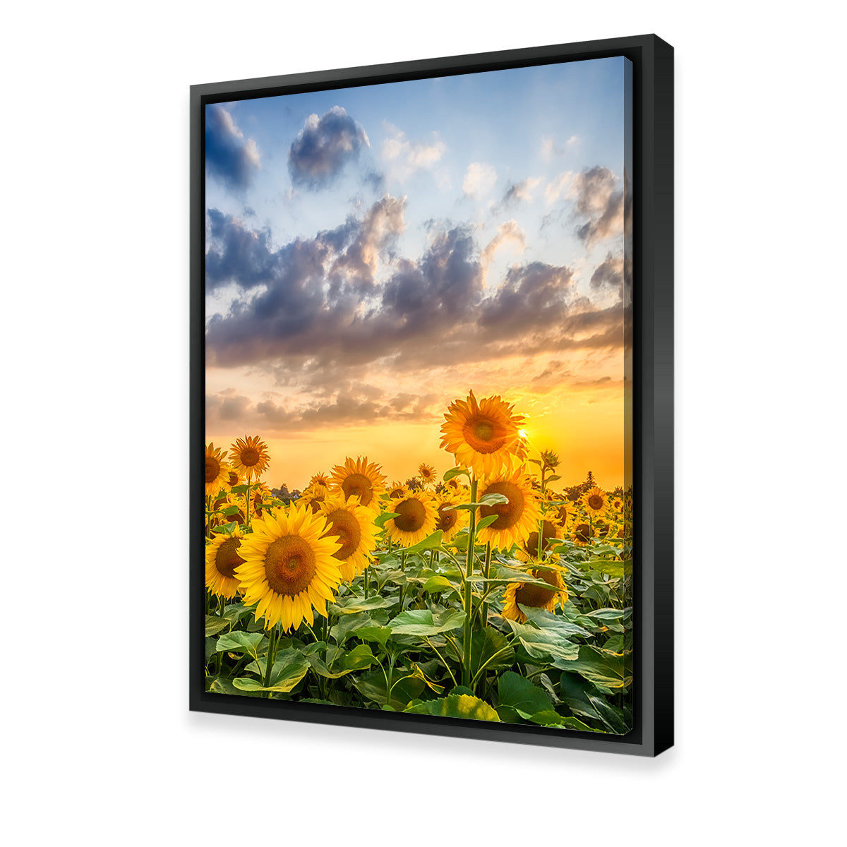 Lovely Sunflowers in Sunset Wall Art