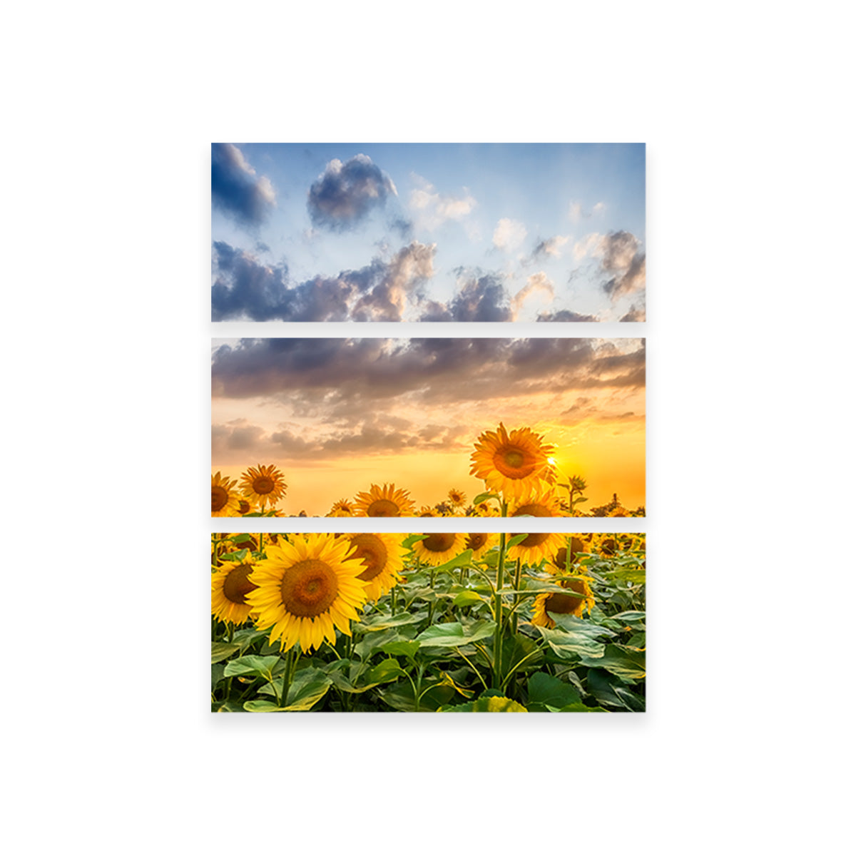 Lovely Sunflowers in Sunset Wall Art