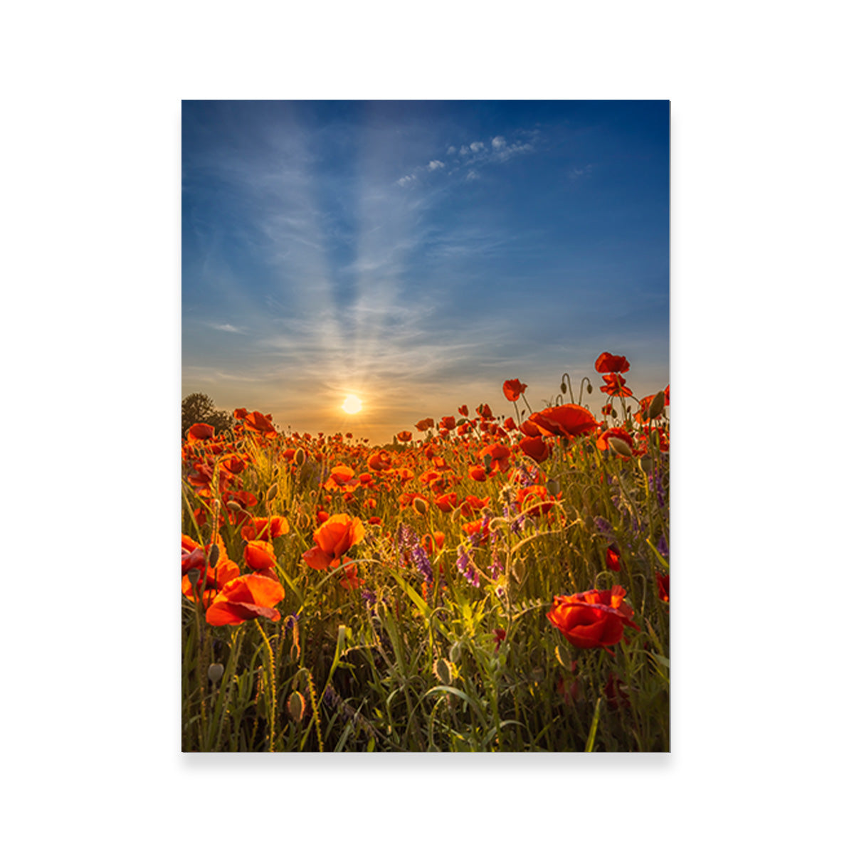 Lovely Sunset in a Poppy Field Wall Art