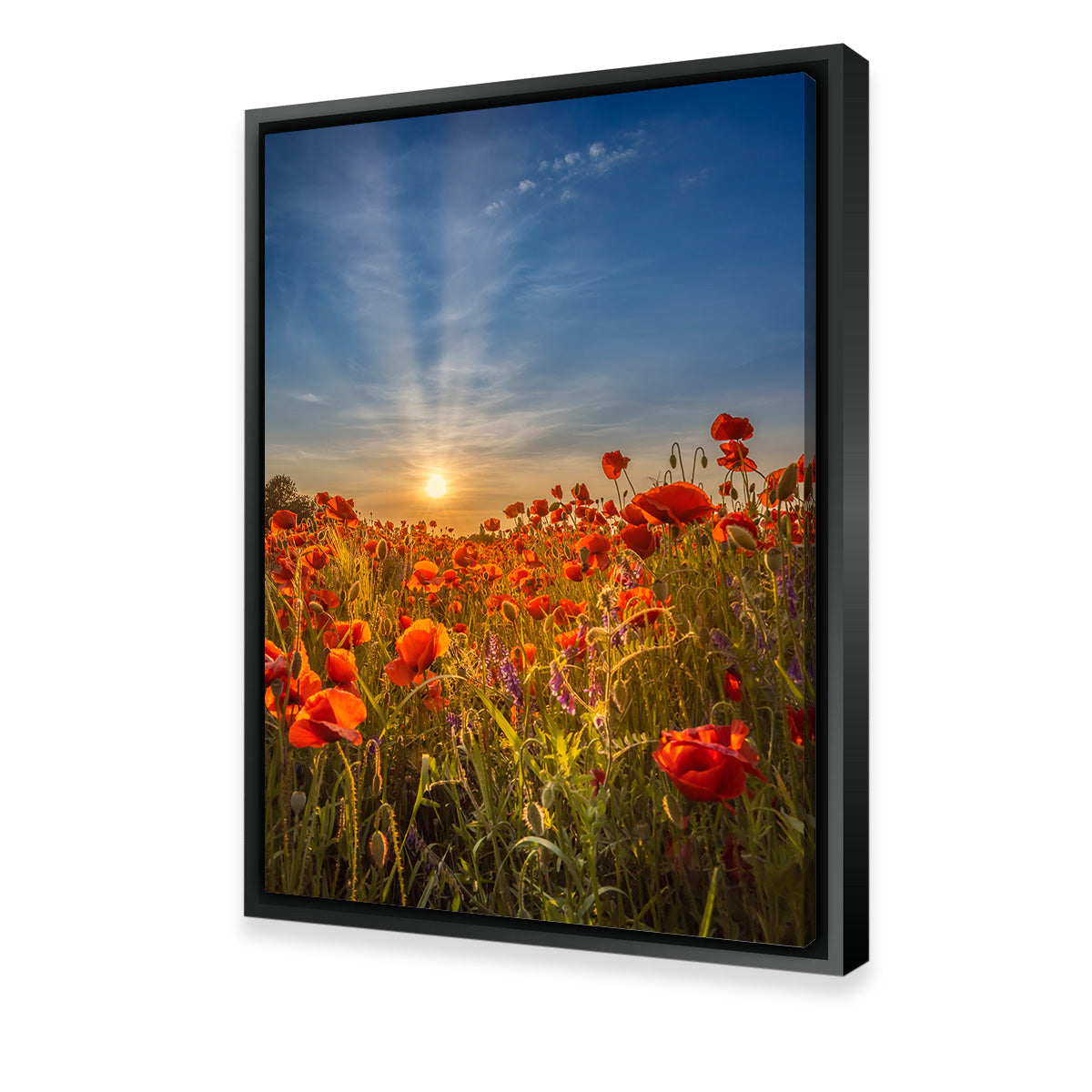 Lovely Sunset in a Poppy Field Wall Art