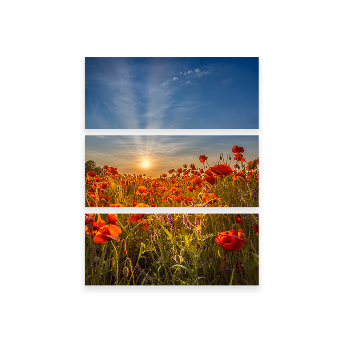 Lovely Sunset in a Poppy Field Wall Art