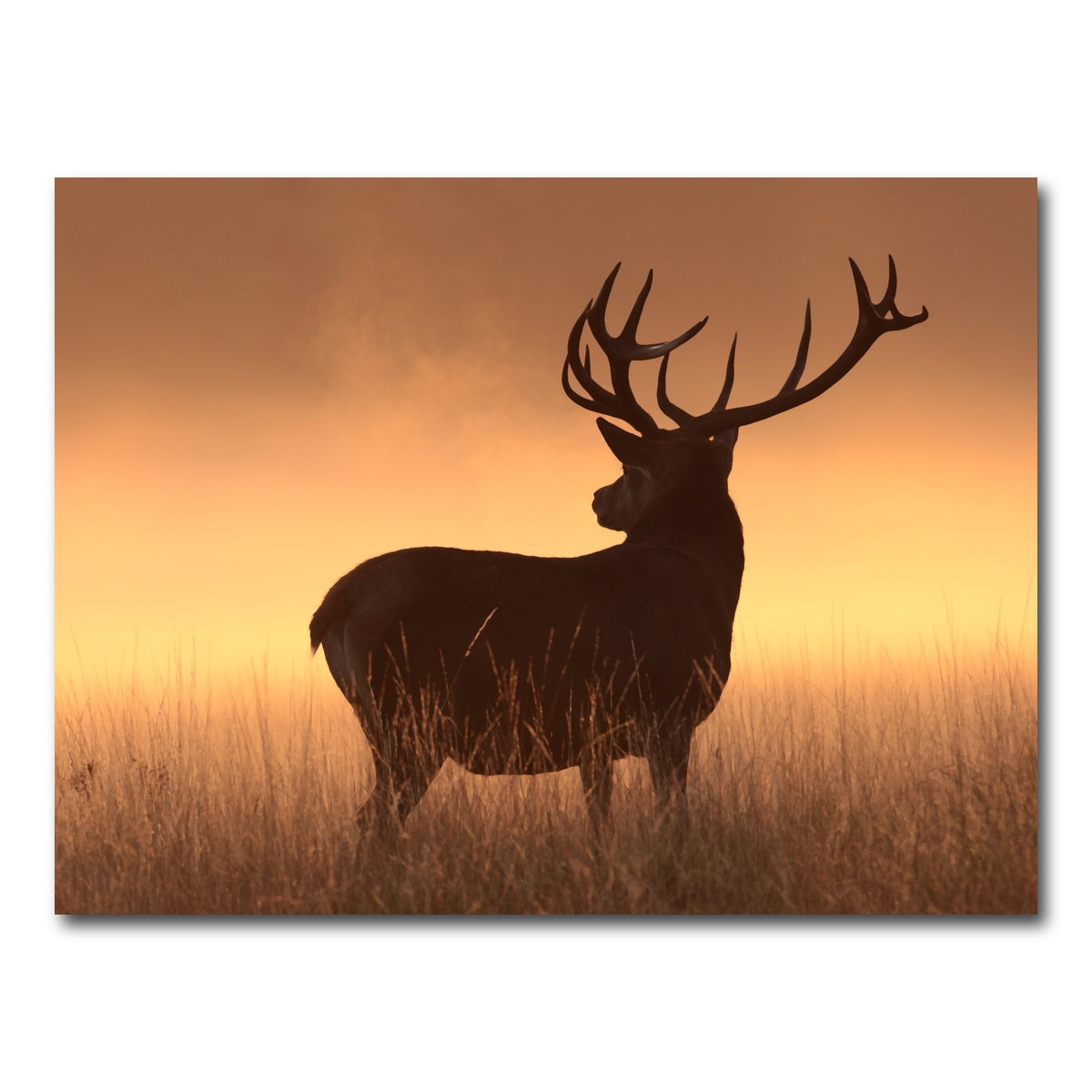 AUTO-MOCKUP WHITE | Majestic Deer | 1 Piece | Gallery Wrap Canvas | group=4x3