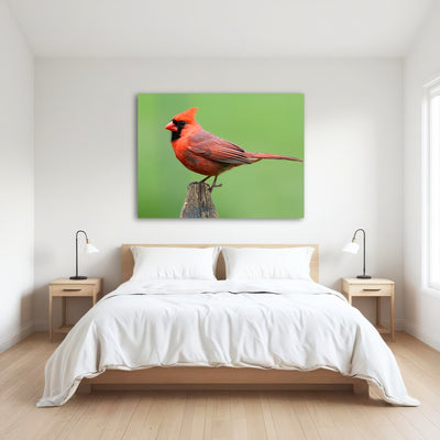 AUTO-MOCKUP ROOM | Male Northern Cardinal