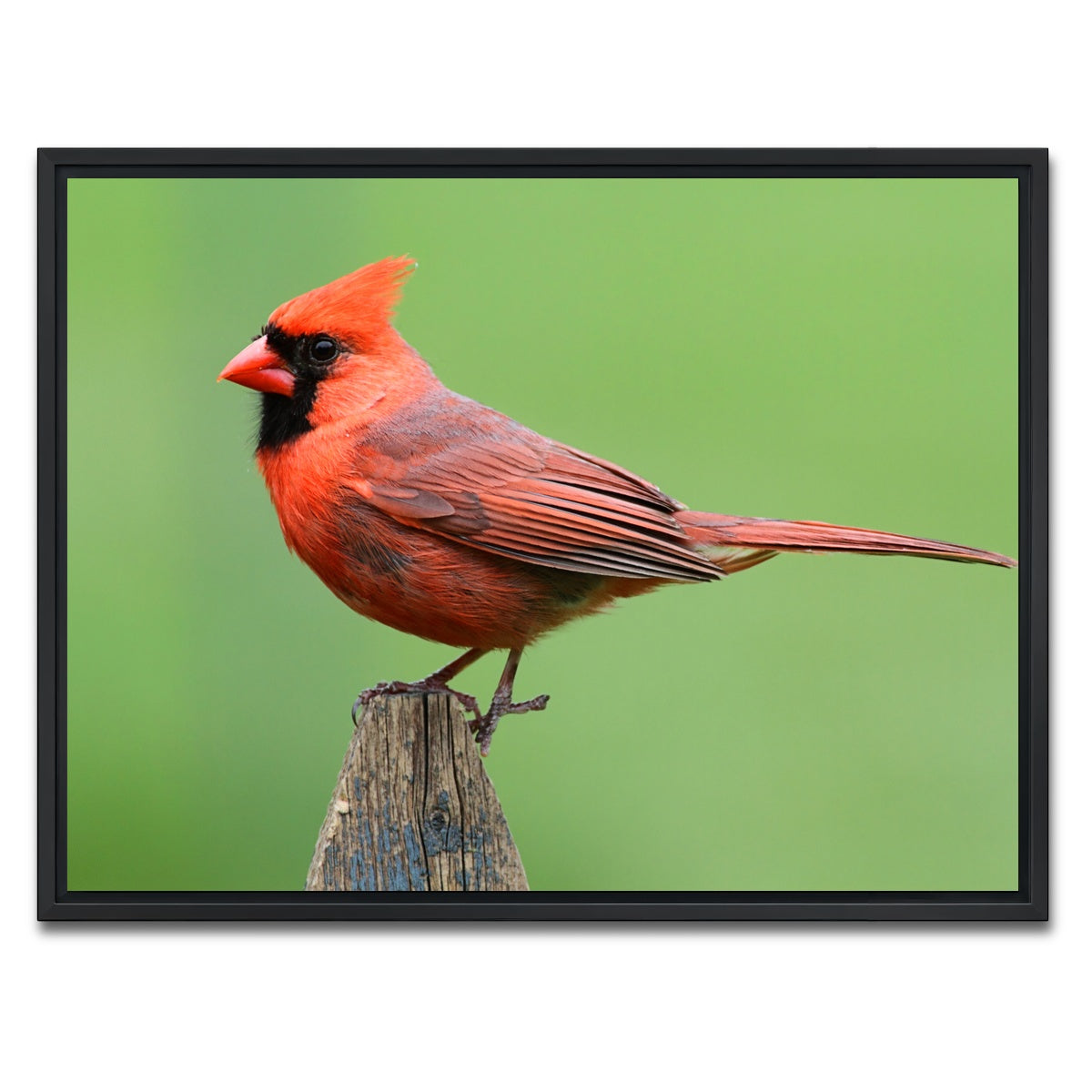 AUTO-MOCKUP WHITE | Male Northern Cardinal | 1 Piece | Black Framed Canvas | group=4x3