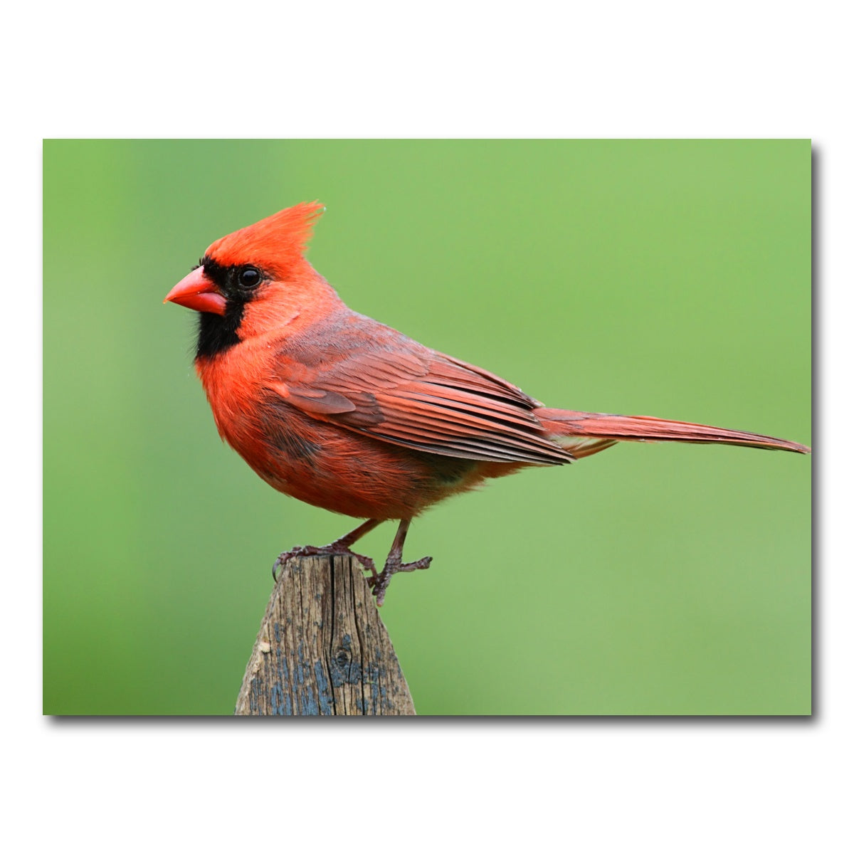 AUTO-MOCKUP WHITE | Male Northern Cardinal | 1 Piece | Gallery Wrap Canvas | group=4x3
