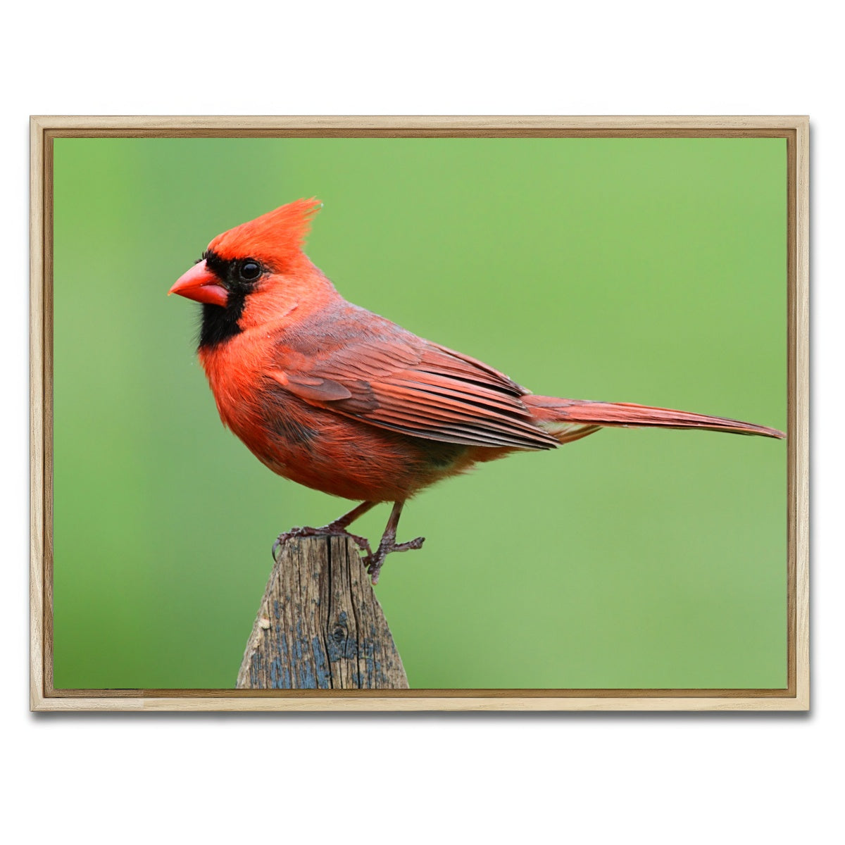 AUTO-MOCKUP WHITE | Male Northern Cardinal | 1 Piece | Natural Framed Canvas | group=4x3