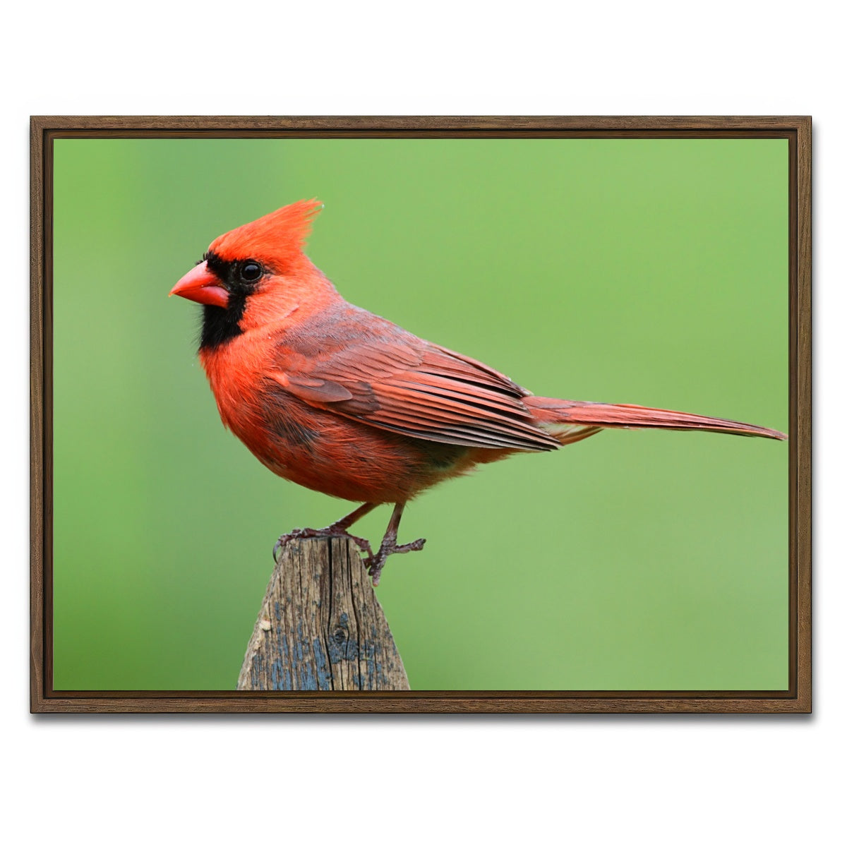 AUTO-MOCKUP WHITE | Male Northern Cardinal | 1 Piece | Walnut Framed Canvas | group=4x3