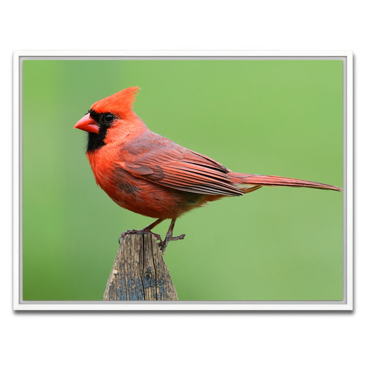 AUTO-MOCKUP WHITE | Male Northern Cardinal | 1 Piece | White Framed Canvas | group=4x3