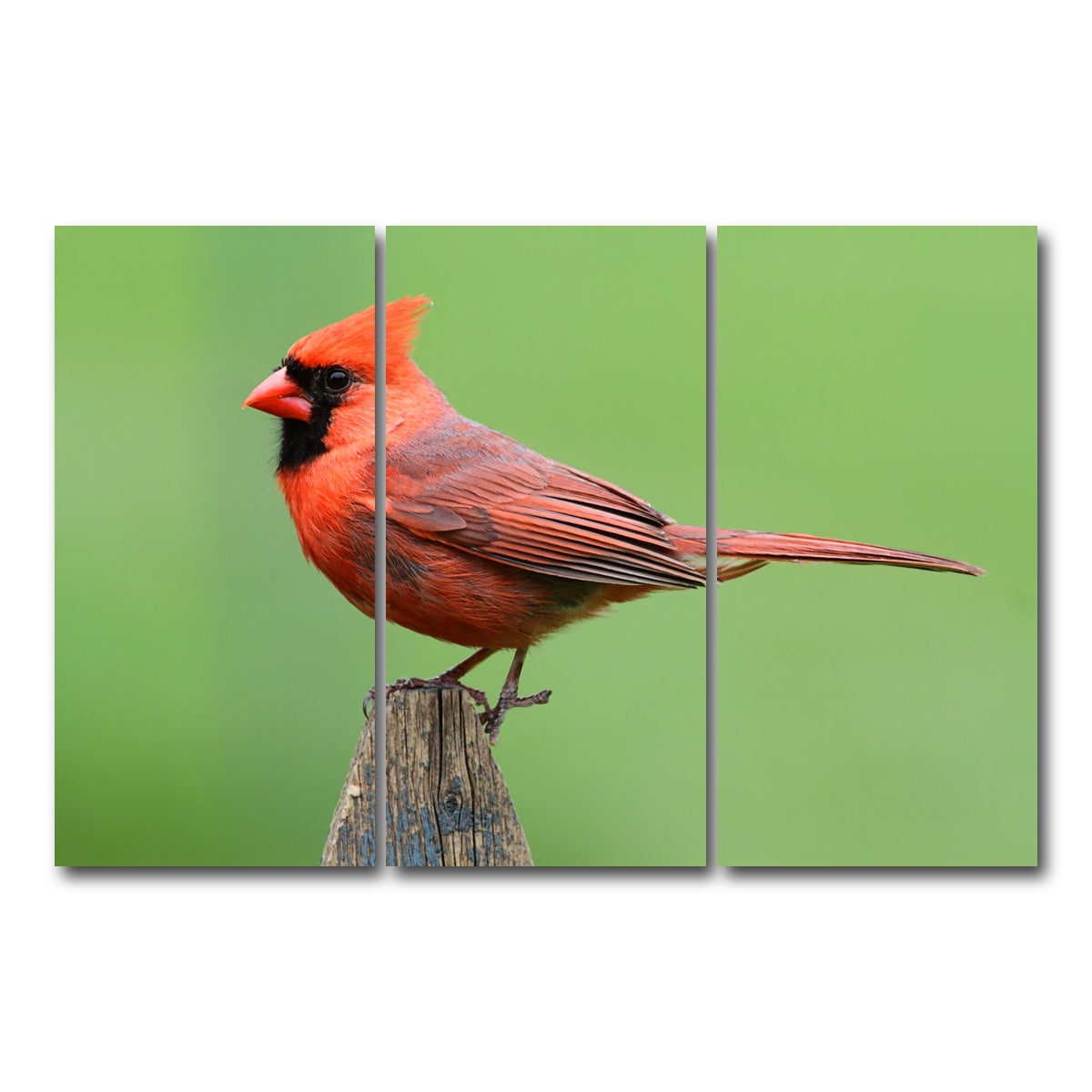 AUTO-MOCKUP WHITE | Male Northern Cardinal | 3 Piece | Gallery Wrap Canvas | group=12x24