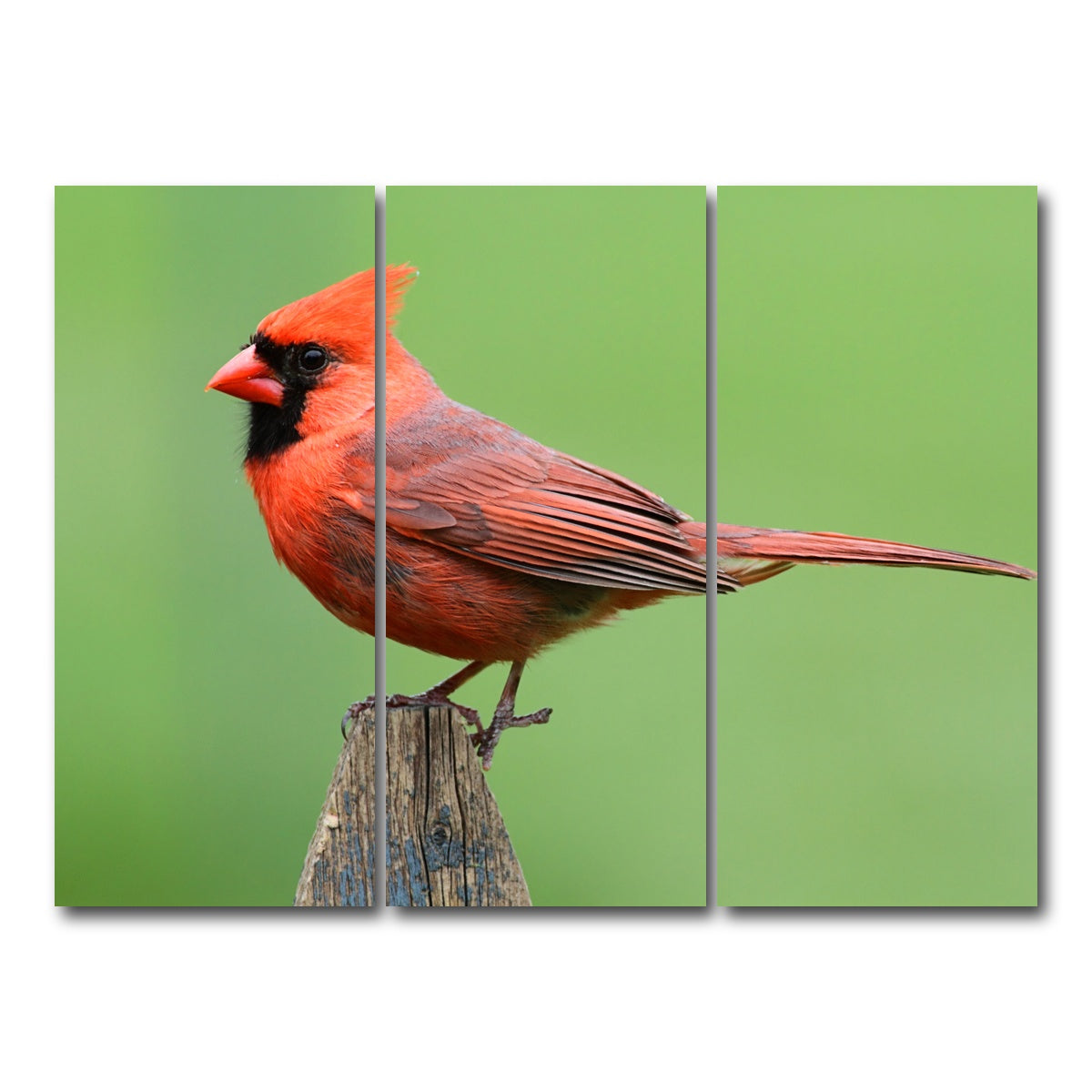 AUTO-MOCKUP WHITE | Male Northern Cardinal | 3 Piece | Gallery Wrap Canvas | group=8x18