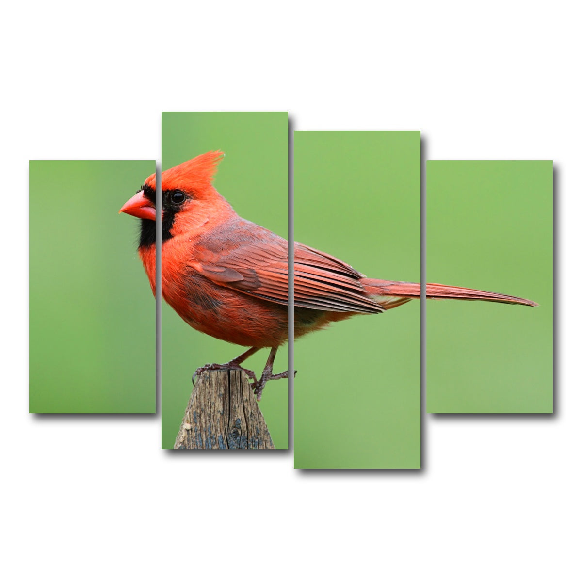 AUTO-MOCKUP WHITE | Male Northern Cardinal | 4 Piece | Gallery Wrap Canvas | group=4_short