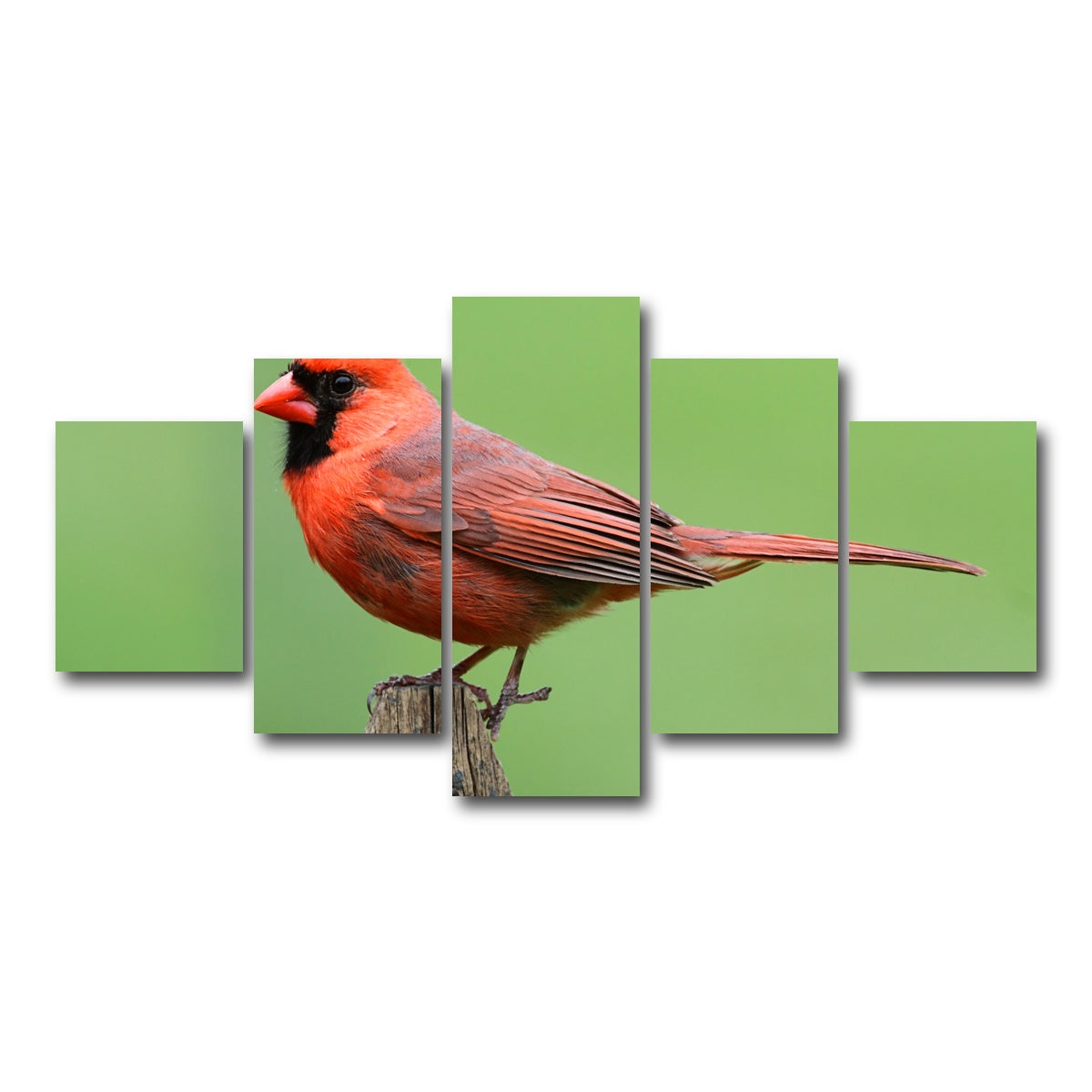AUTO-MOCKUP WHITE | Male Northern Cardinal | 5 Piece | Gallery Wrap Canvas | group=5_short