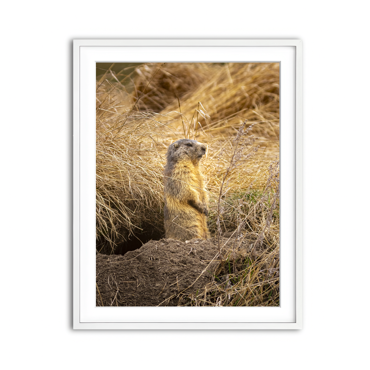 Framed Print 3x4 White