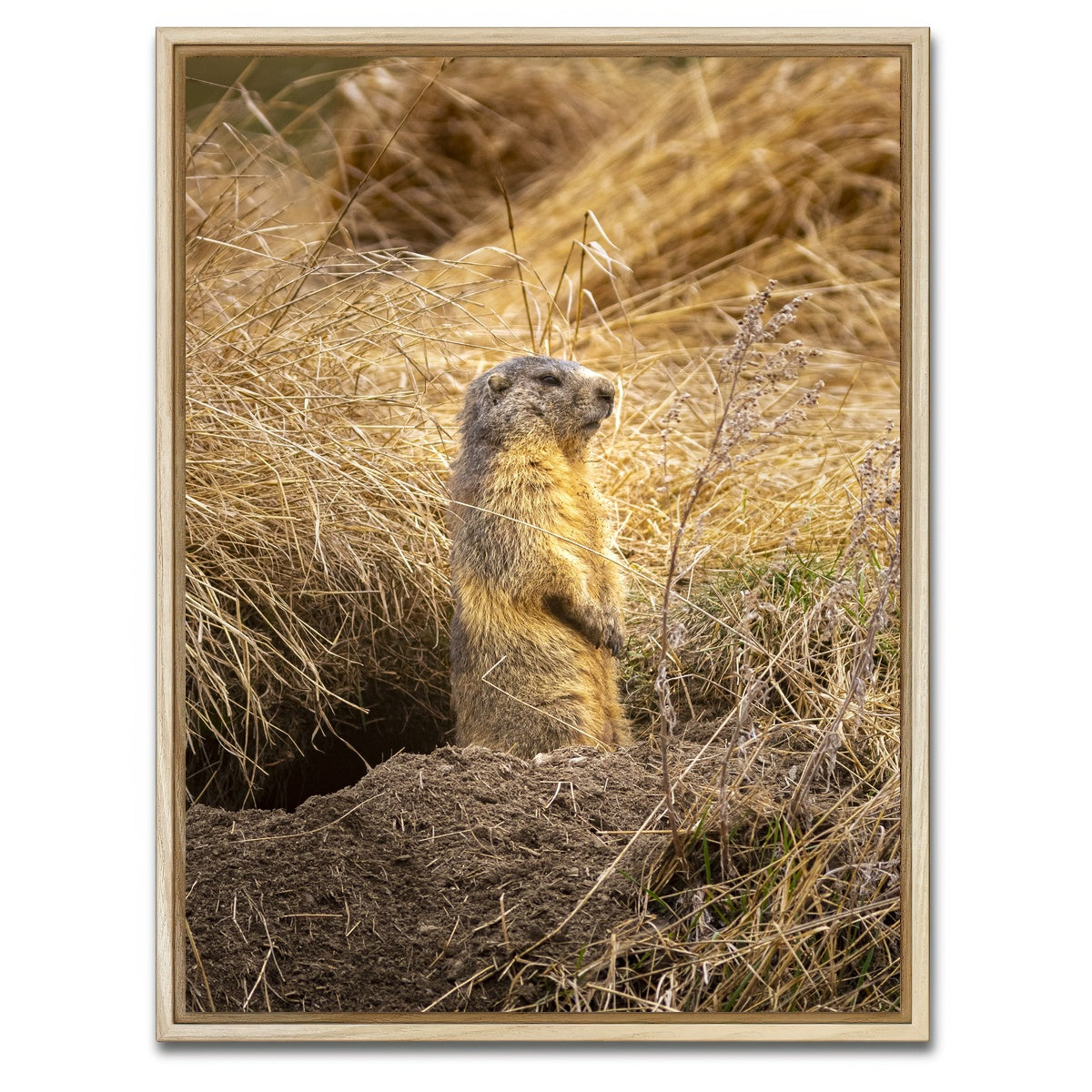 AUTO-MOCKUP WHITE | Marmotte du Queyras | 1 Piece | Natural Framed Canvas | group=3x4
