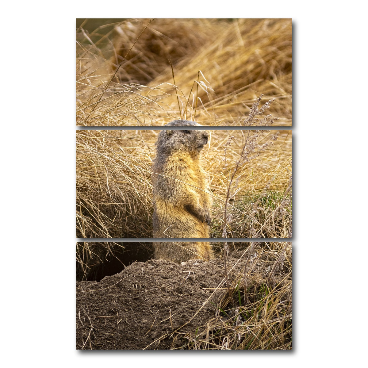 AUTO-MOCKUP WHITE | Marmotte du Queyras | 3 Piece | Gallery Wrap Canvas | group=12x24_stacked
