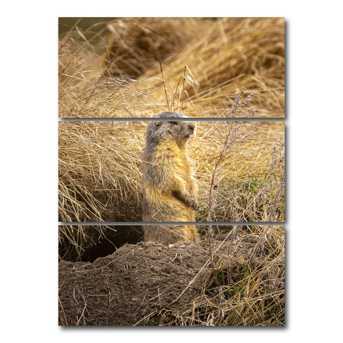 AUTO-MOCKUP WHITE | Marmotte du Queyras | 3 Piece | Gallery Wrap Canvas | group=8x18_stacked