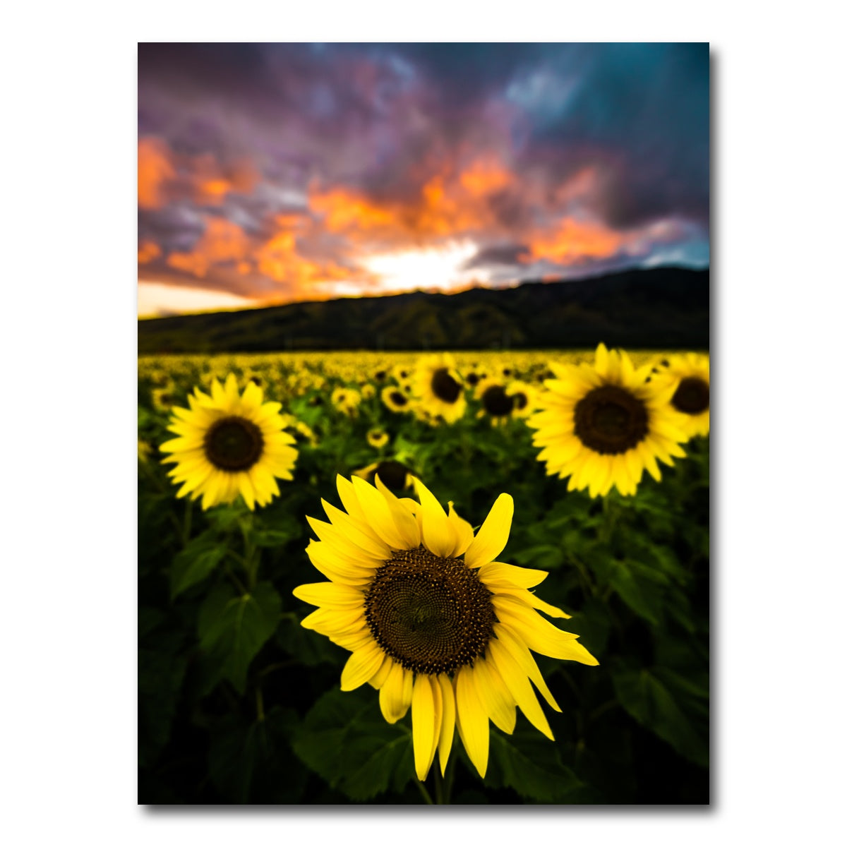 AUTO-MOCKUP WHITE | Maui Sunflowers | 1 Piece | Gallery Wrap Canvas | group=3x4