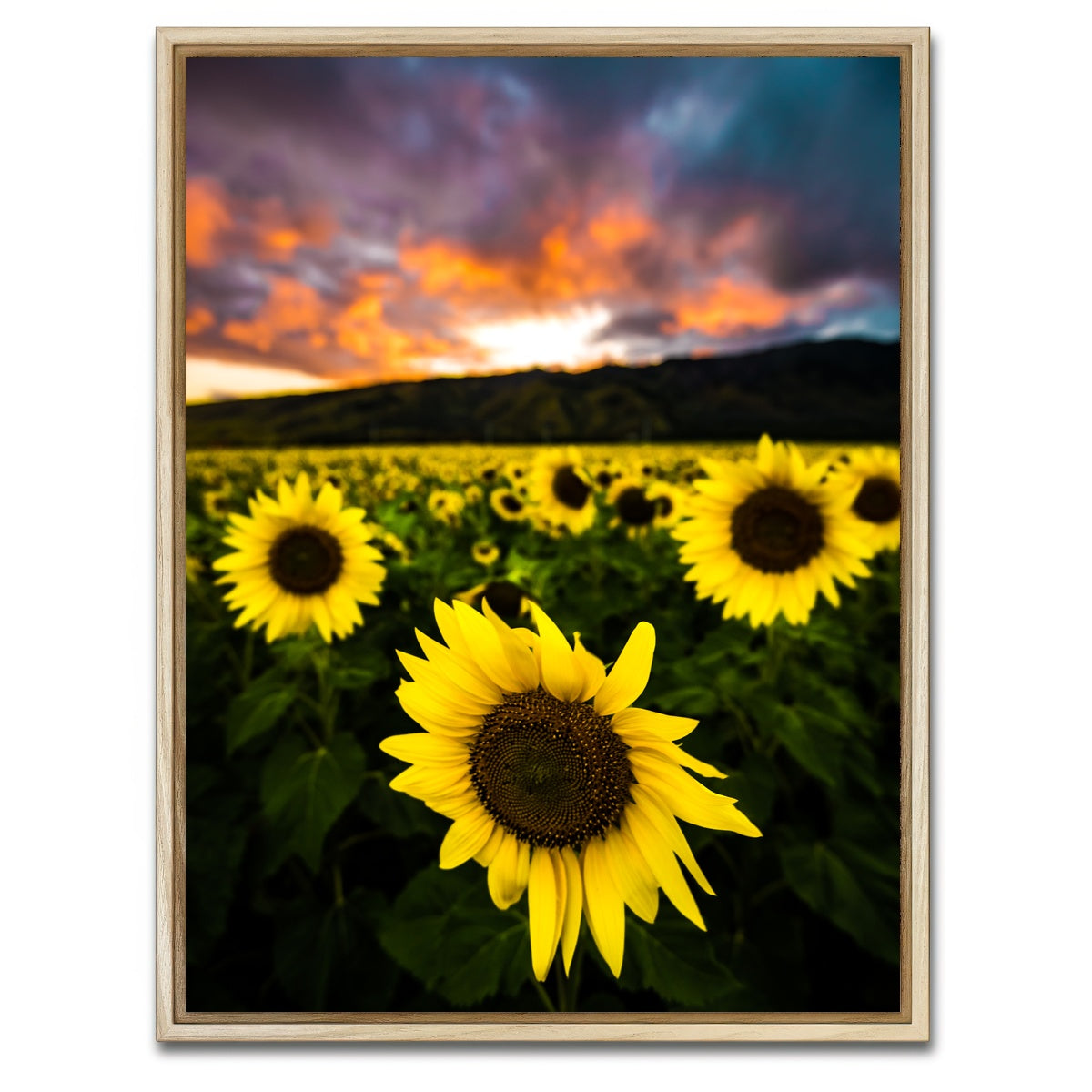 AUTO-MOCKUP WHITE | Maui Sunflowers | 1 Piece | Natural Framed Canvas | group=3x4