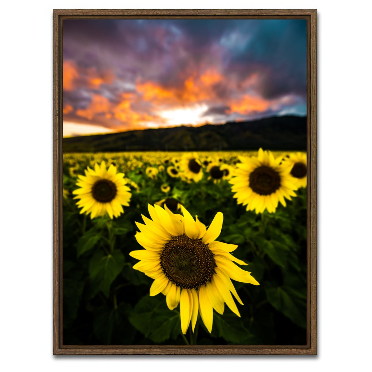 AUTO-MOCKUP WHITE | Maui Sunflowers | 1 Piece | Walnut Framed Canvas | group=3x4