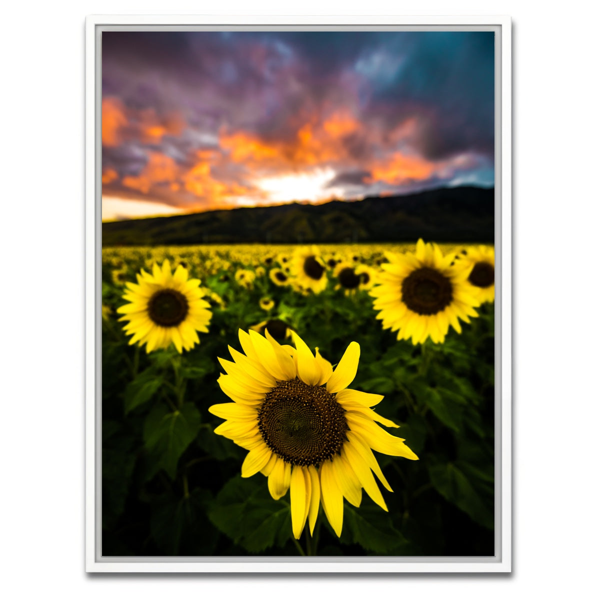AUTO-MOCKUP WHITE | Maui Sunflowers | 1 Piece | White Framed Canvas | group=3x4