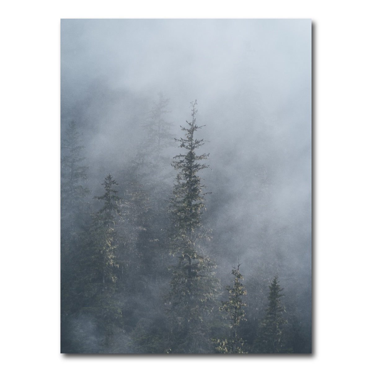 AUTO-MOCKUP WHITE | Misty Trees 2 | 1 Piece | Gallery Wrap Canvas | group=3x4