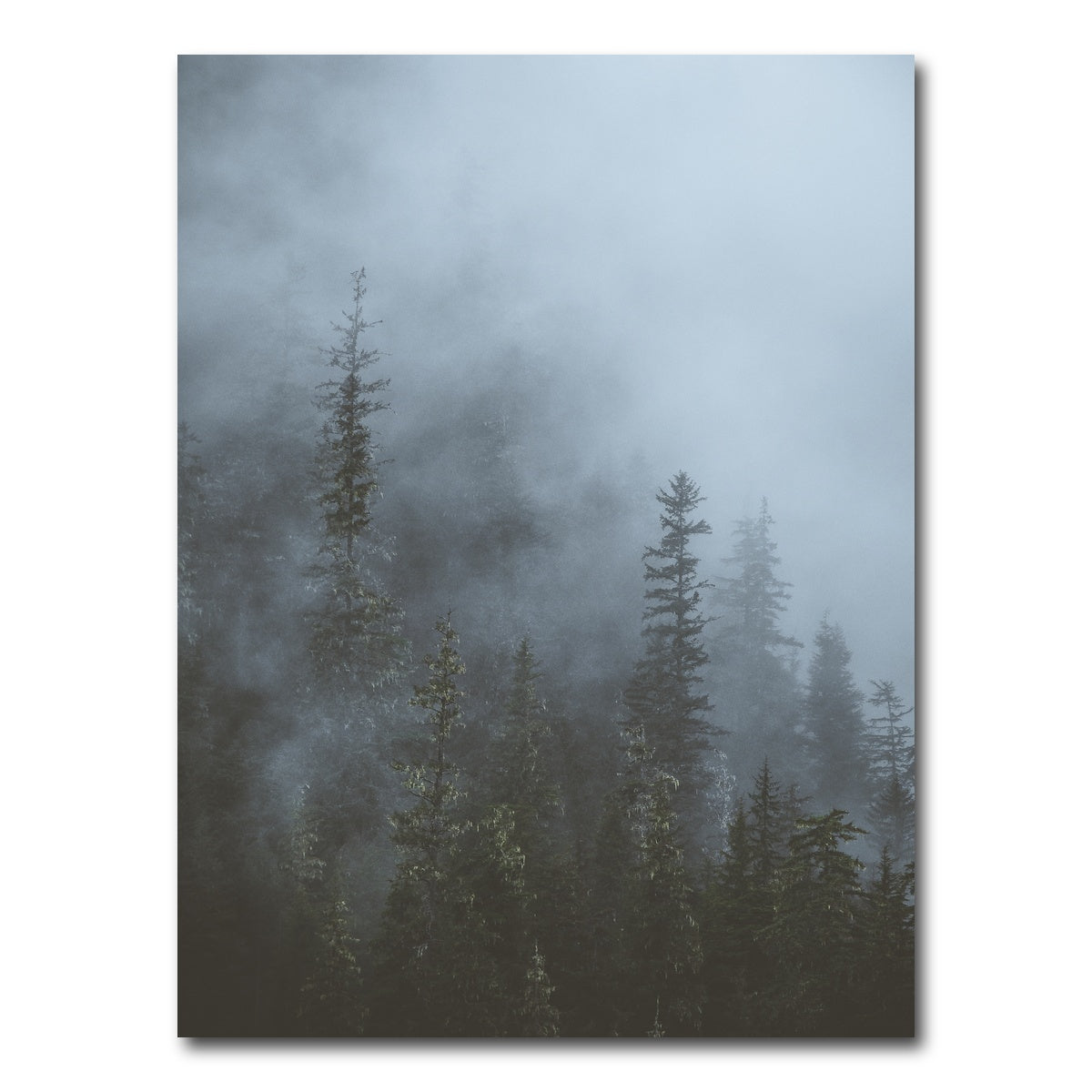 AUTO-MOCKUP WHITE | Misty Trees 3 | 1 Piece | Gallery Wrap Canvas | group=3x4