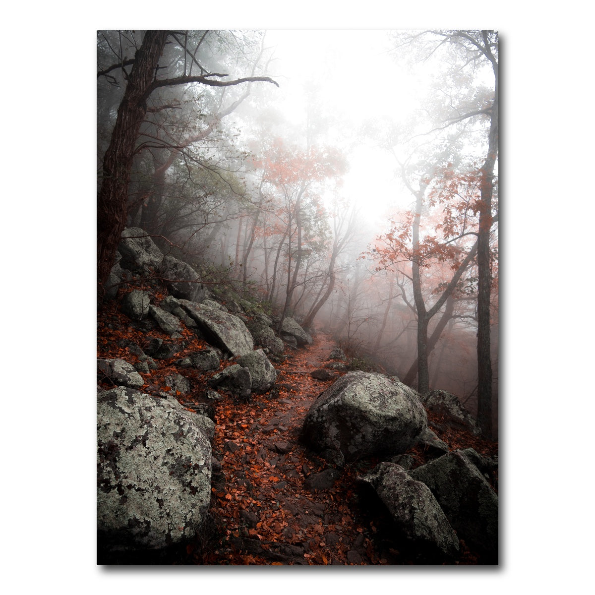 AUTO-MOCKUP WHITE | Moody Forest | 1 Piece | Gallery Wrap Canvas | group=3x4