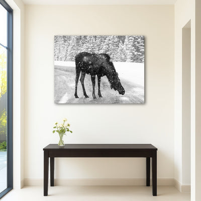 AUTO-MOCKUP ROOM | Moose