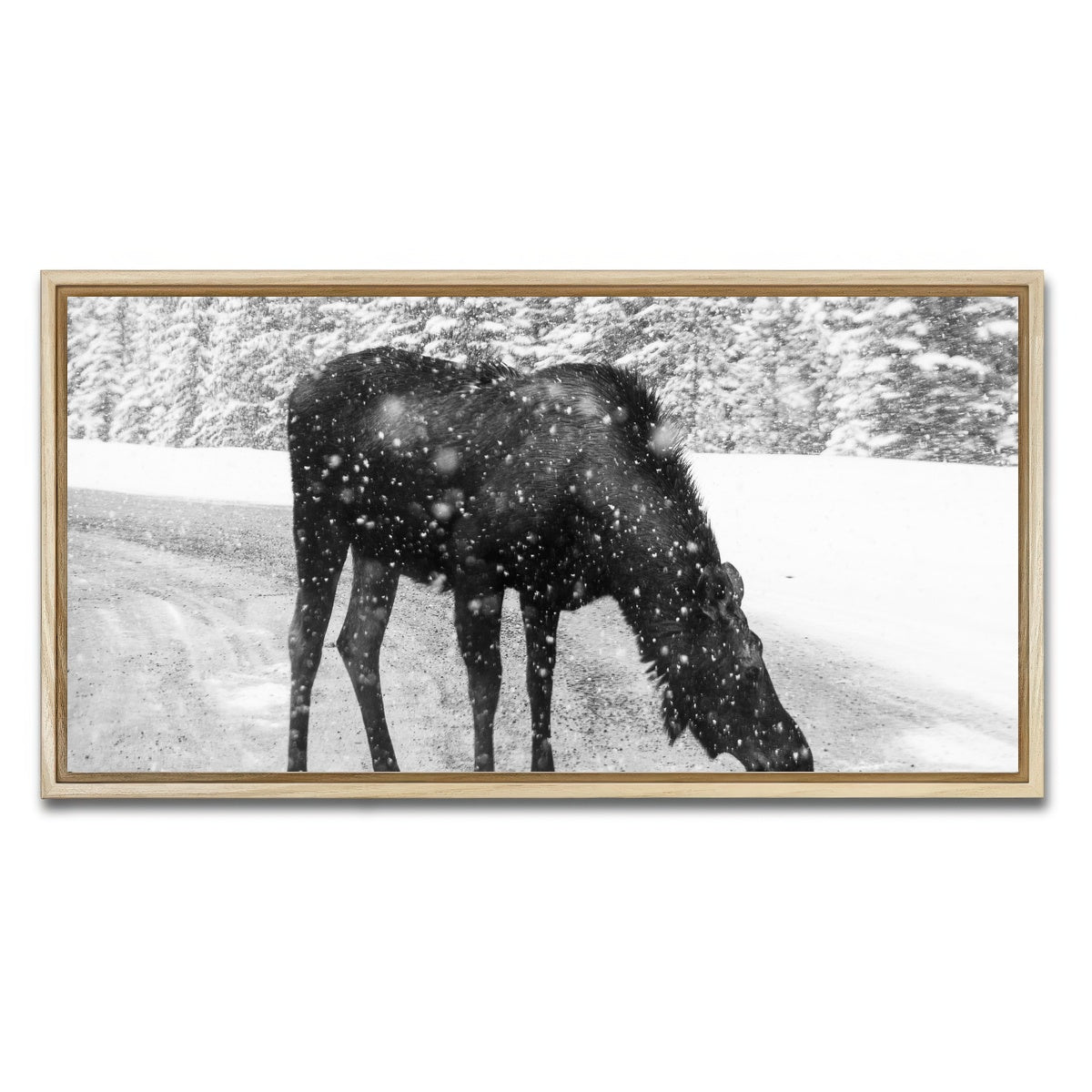 AUTO-MOCKUP WHITE | Moose | 1 Piece | Natural Framed Canvas | group=2x1