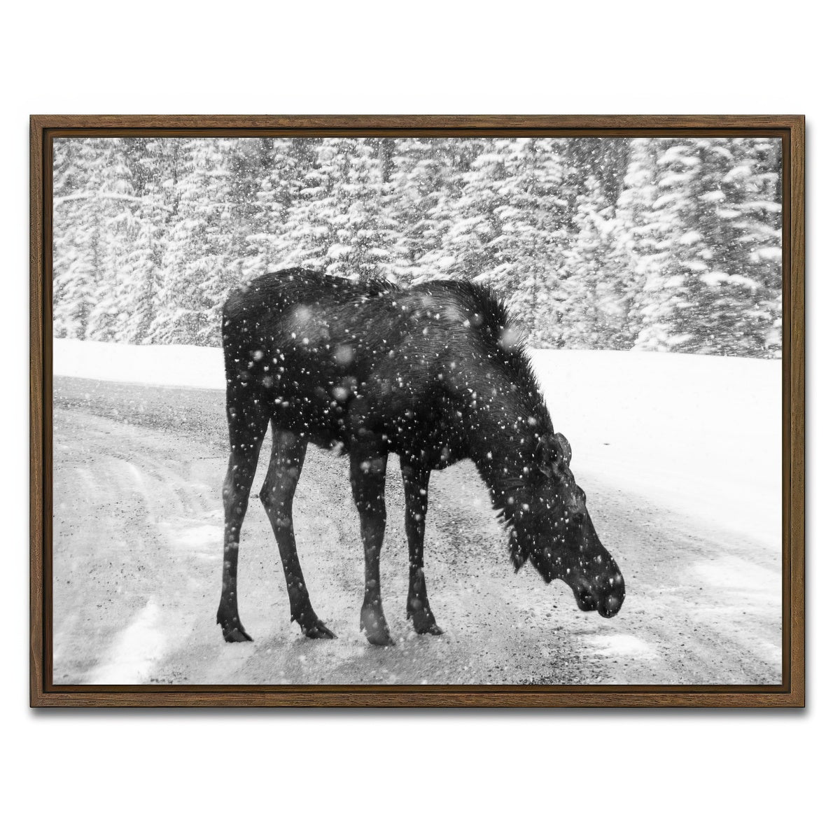 AUTO-MOCKUP WHITE | Moose | 1 Piece | Walnut Framed Canvas | group=4x3