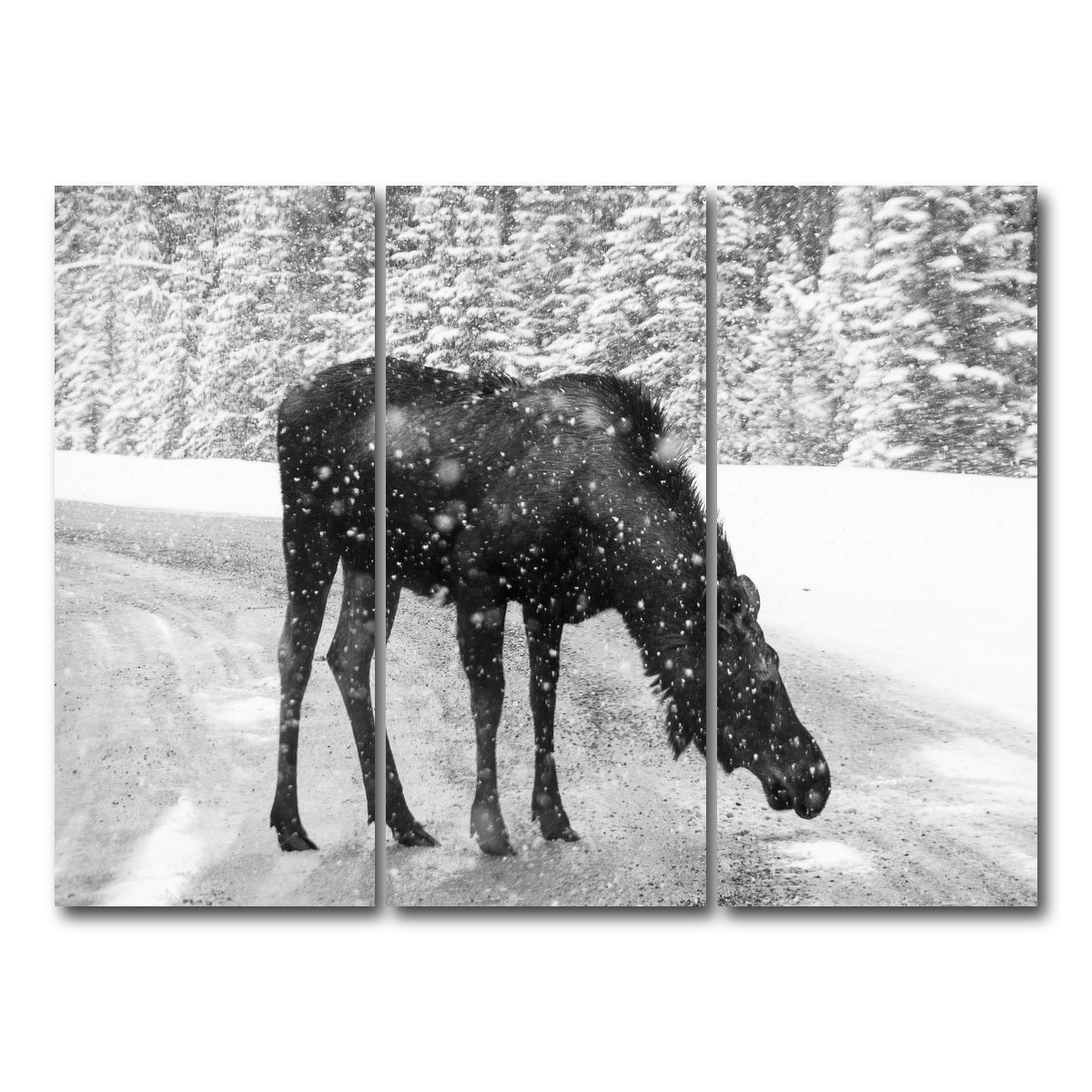 AUTO-MOCKUP WHITE | Moose | 3 Piece | Gallery Wrap Canvas | group=8x18