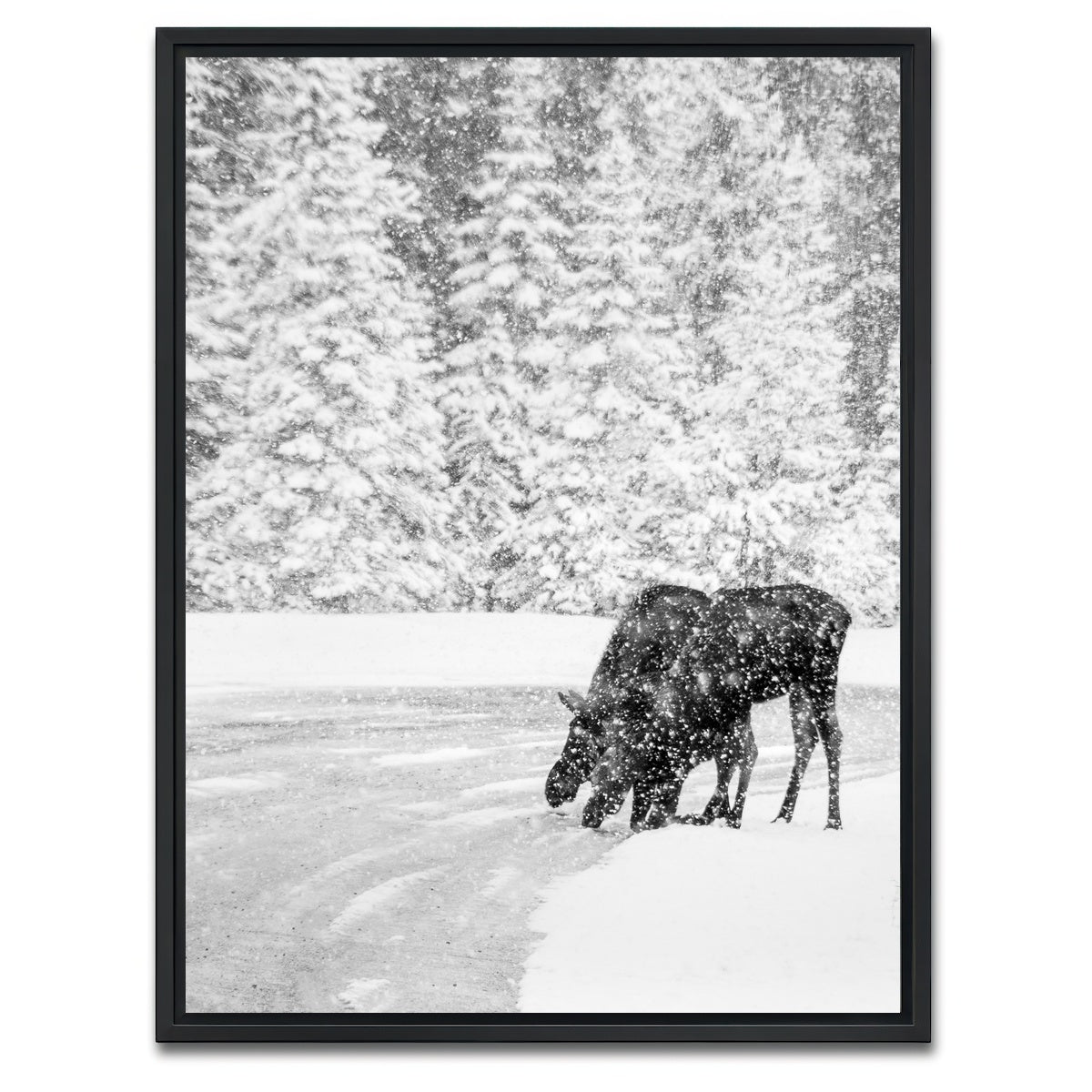 AUTO-MOCKUP WHITE | Mooses | 1 Piece | Black Framed Canvas | group=3x4