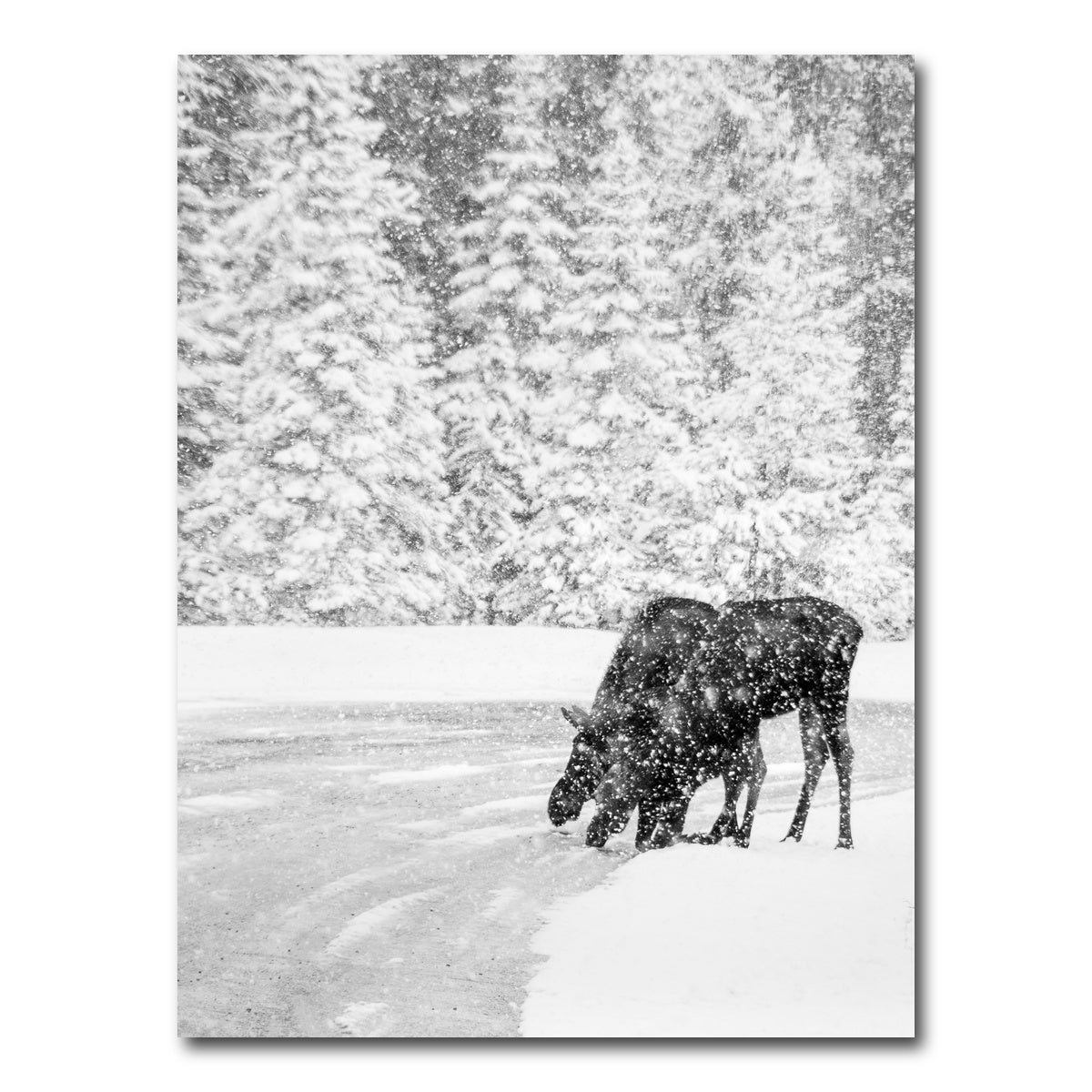 AUTO-MOCKUP WHITE | Mooses | 1 Piece | Gallery Wrap Canvas | group=3x4